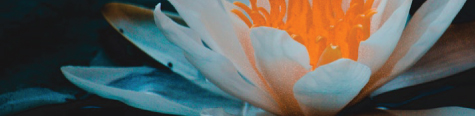 quantum-techniques-faq-fundamentals-flower quantum-techniques-faq-fundamentals-flower