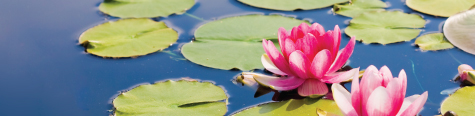 quantum-techniques-faq-store-lily-pads-and-flowers-in-pond